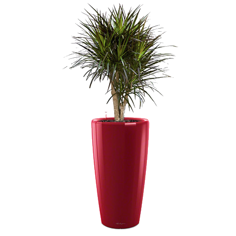 ������� ��������� + RONDO 32