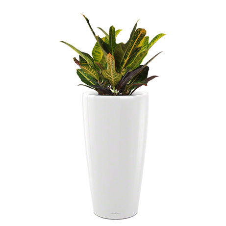 ������� (������) ���� + RONDO 32