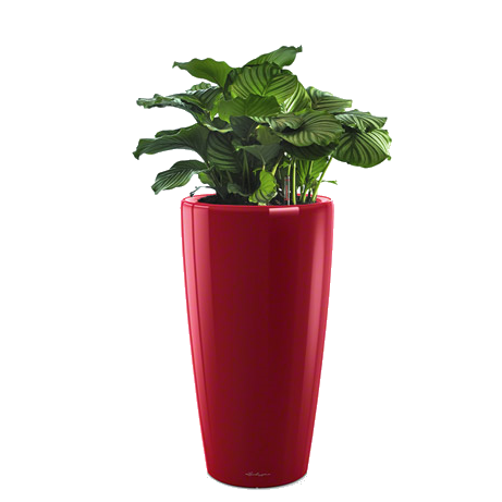 ������� ������� + RONDO 32