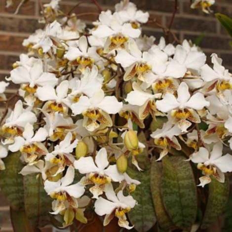 ������� ���������� ���������� ������