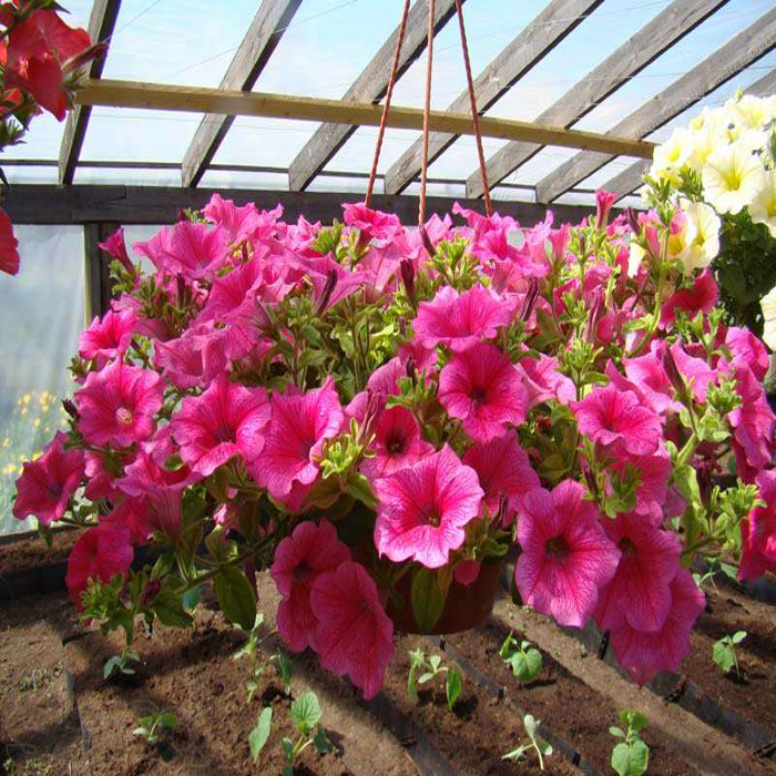 �������� (H) ���� 45/26