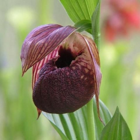 ������� ����������� �����