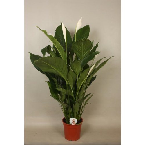 ����������� ���� ���������� 120/24