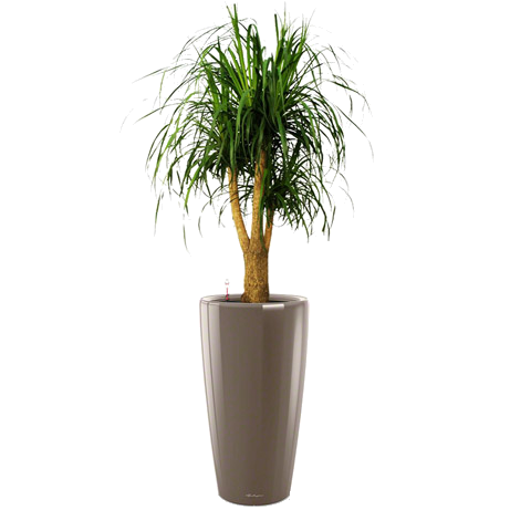 ������ + RONDO 32