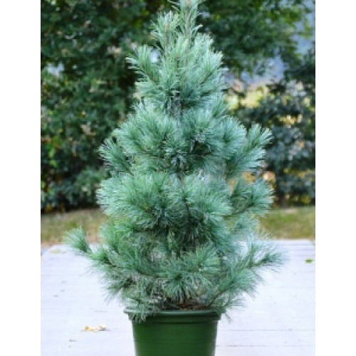 ����� ��������� ������� 70/31