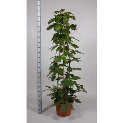 ����������� 150/27