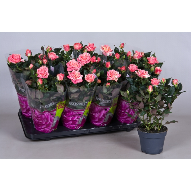 ����� ������ 30/13