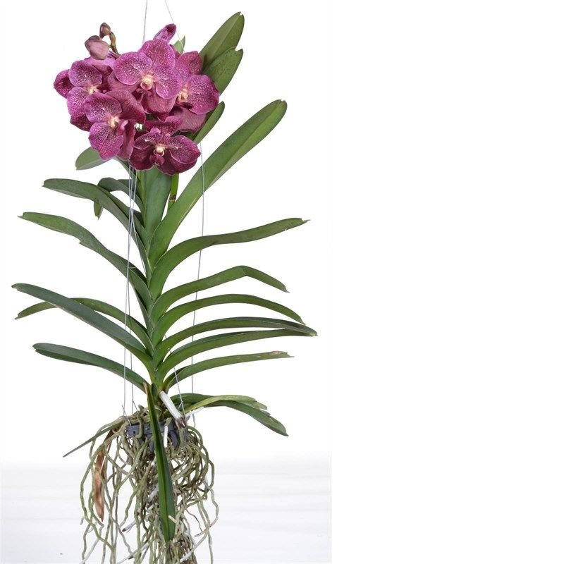 ������� ����� ��������� ���������