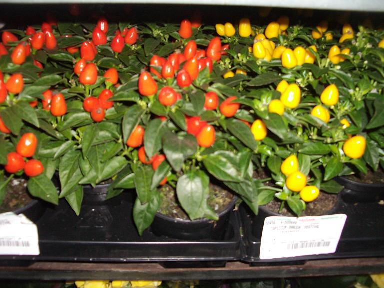 �������� ���� 20/10