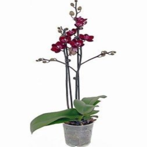 ������� ���������� ������� ����� ������