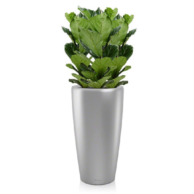 ����� ������ + RONDO 40