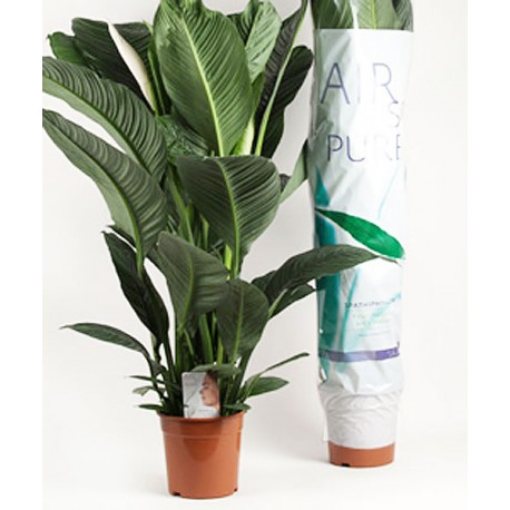 ����������� �������� 140/24