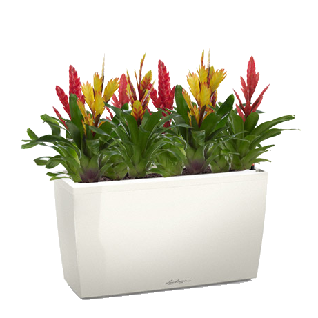 ���� �� ����������� + CARARO