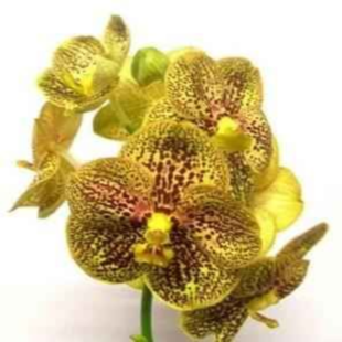 ������� ����� ����� ������� (���������)