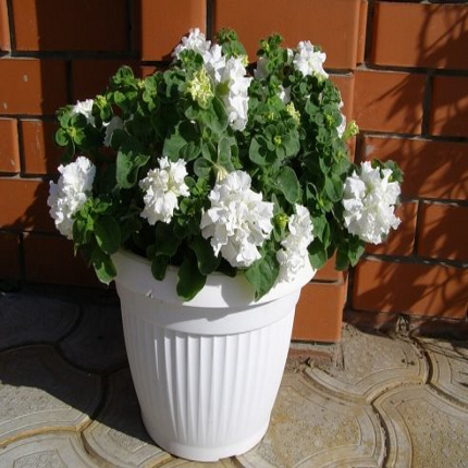 �������� ���� (H) 35/21