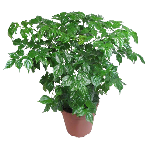 ����������� 25/12 (prof)