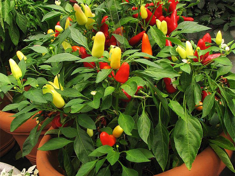 �������� (�����) ��������� 20/10