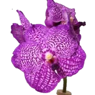 ������� ����� ������ ����