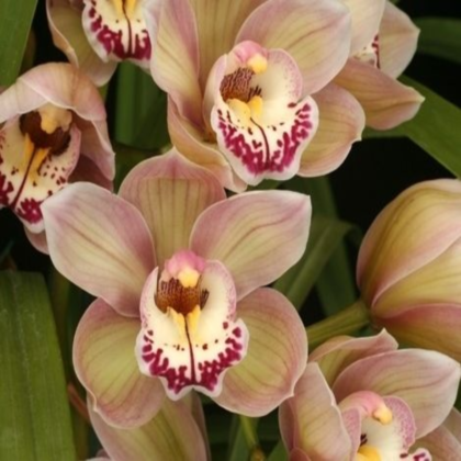 ������� ��������� ���������,&amp;#34;������&amp;#34;