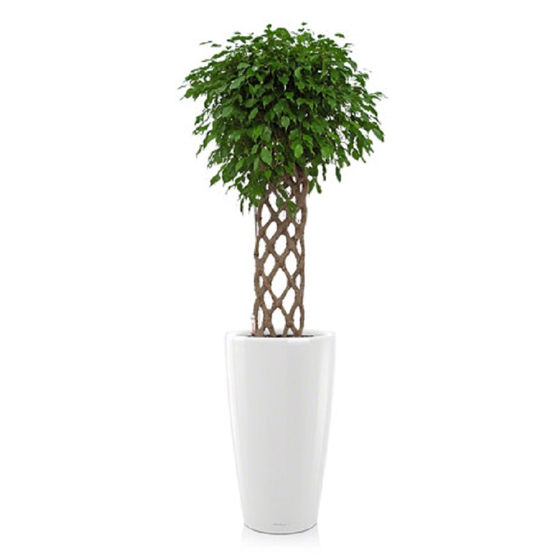 ����� ���������� �������� �� ������� + RONDO 32