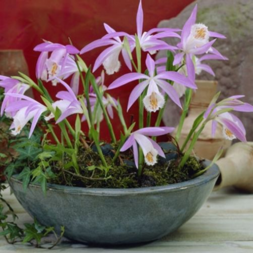 ������� ������� ���������