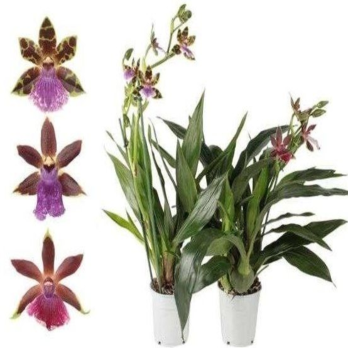 ������� ����������� ����