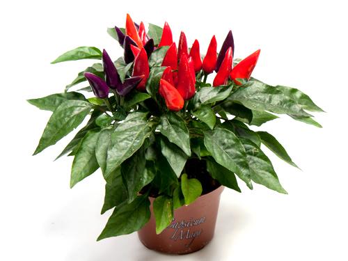 �������� (�����) �������25/10