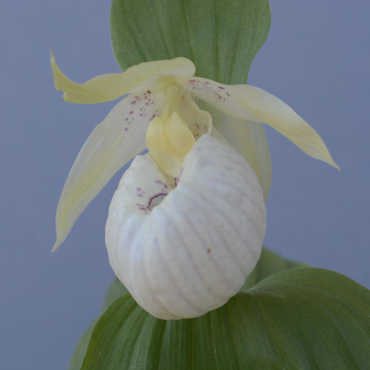 ������� ����������� ���� �����