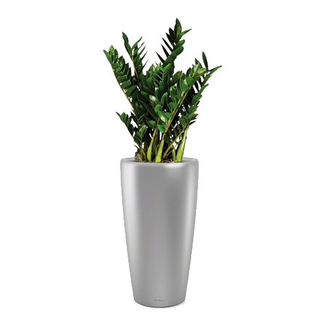 ������������ + RONDO 40