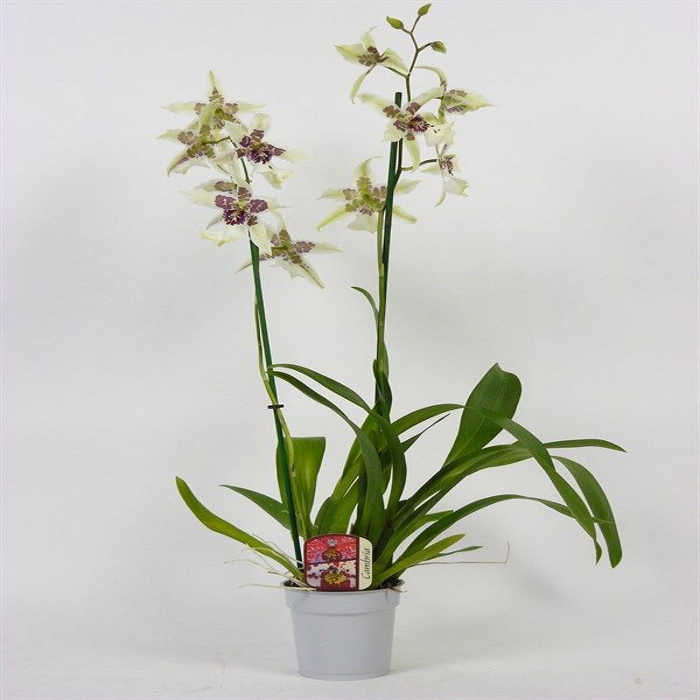 ������� ������� ������� ����