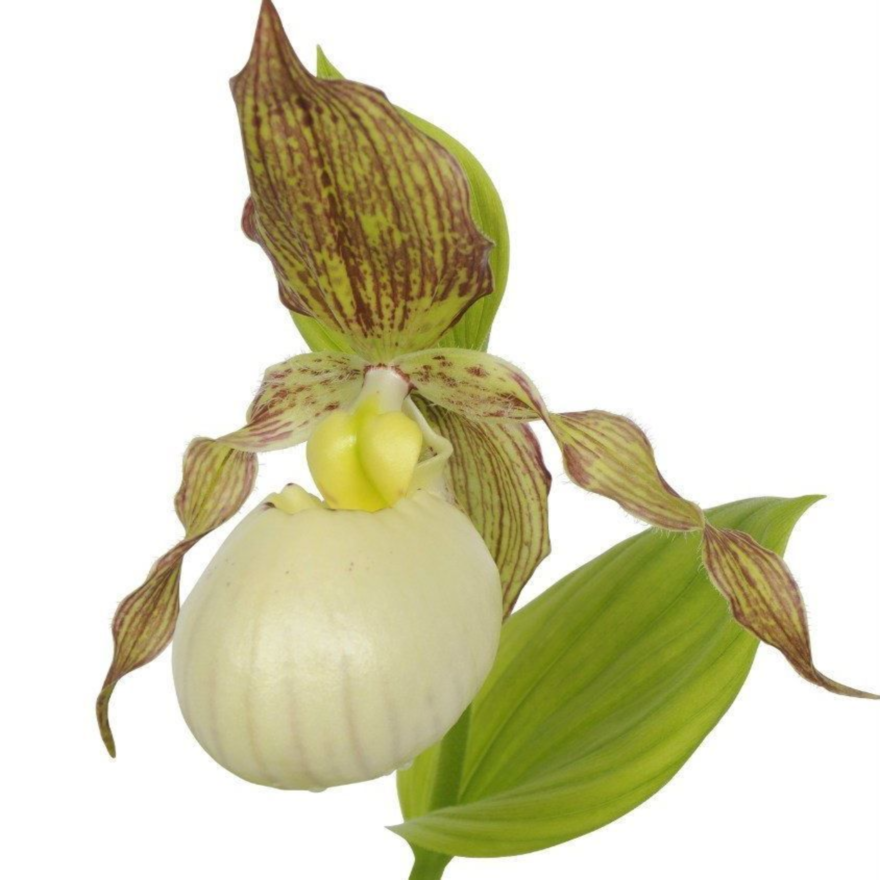 ������� ����������� ������������ �����