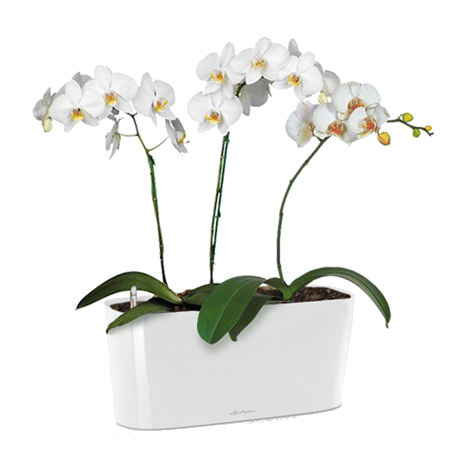 ������� ���������� + DELTA 20