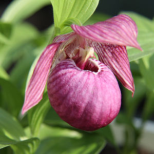 ������� ����������� �����