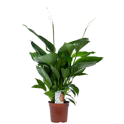 ����������� �������� 90/35