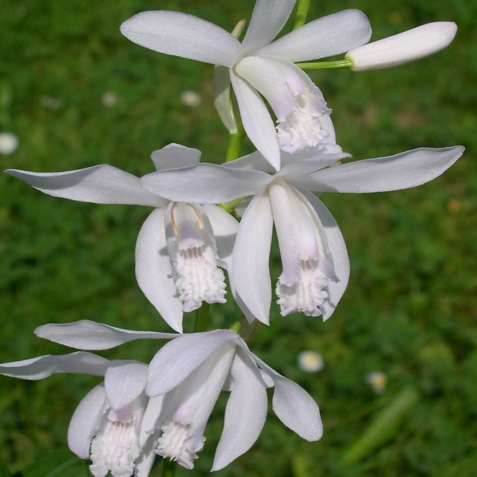 ������� �������� �����