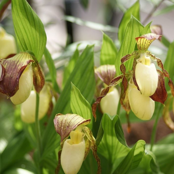 ������� ����������� ������������