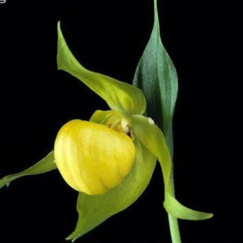 ������� ����������� �������