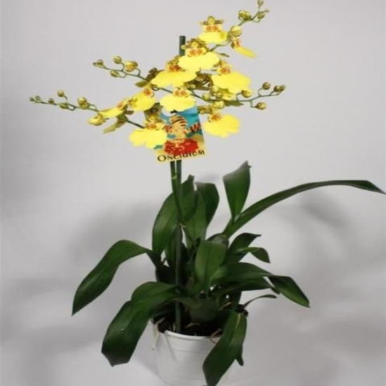 ������� �������� ������������