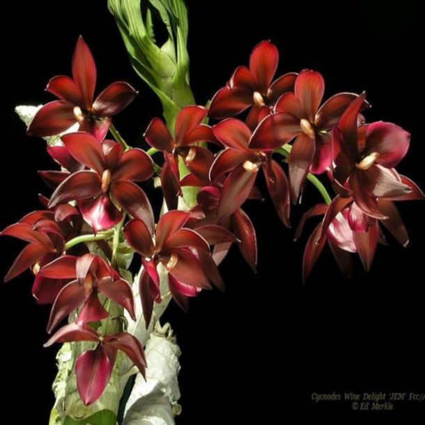 ������� �������� ���� ������