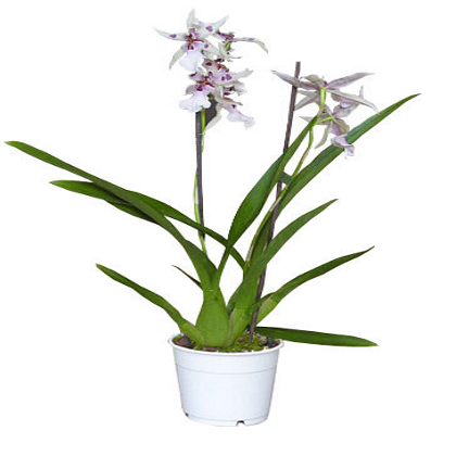 ������� ������� �������� ����� ���