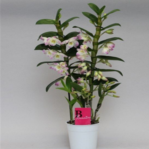 ������� ���������� ��������� �����