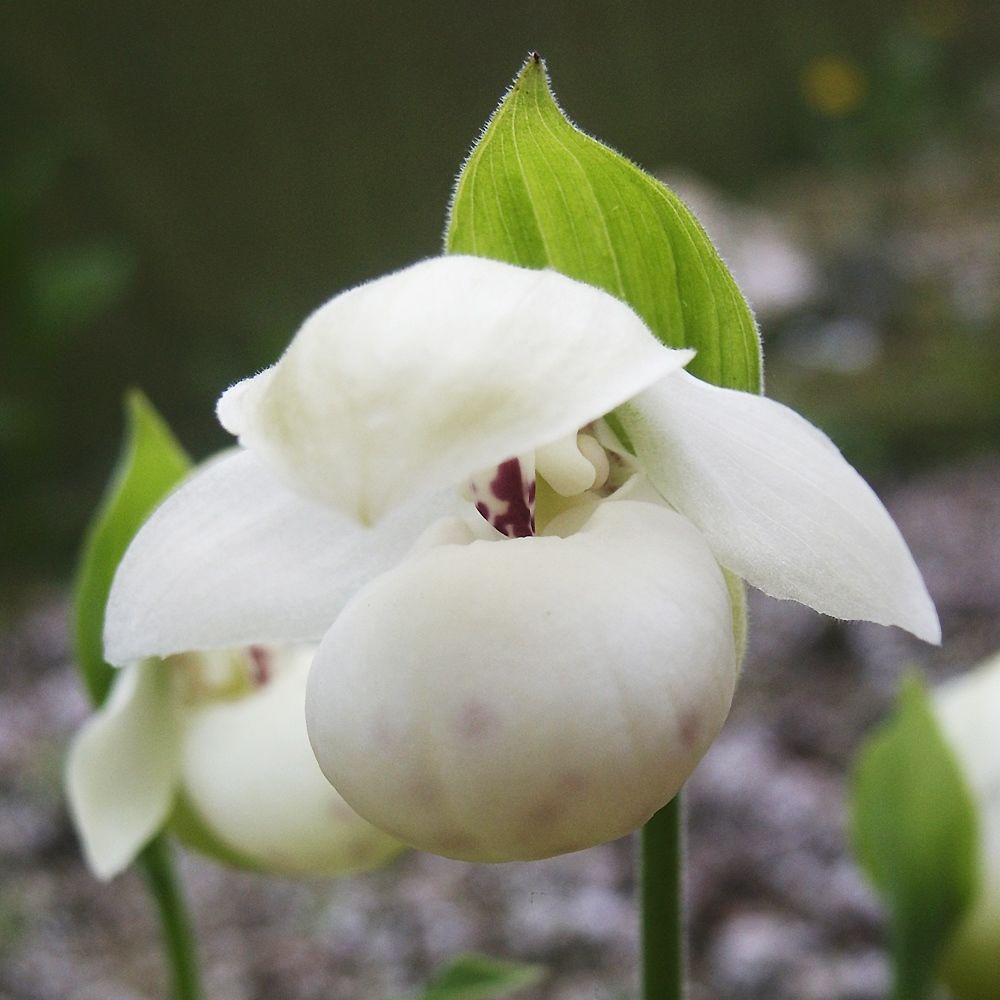 ������� ����������� ������ �����