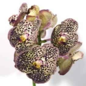 ������� ����� ����� ������ (���������)