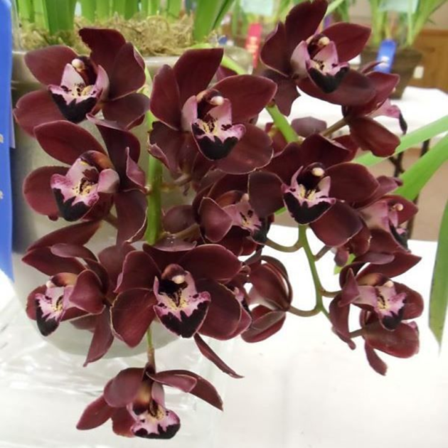 ������� ��������� ���� �������