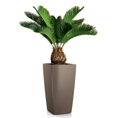 ����� �������� + CUBICO 30