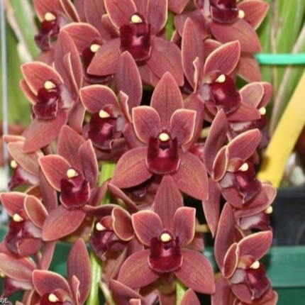 ������� ��������� ��������� FORGOTTEN