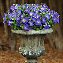 ������� ��� 15/10