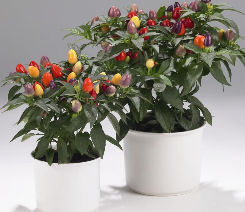 �������� (�����) ������� ����� 65/17