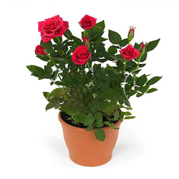 ������� ���� 10/6