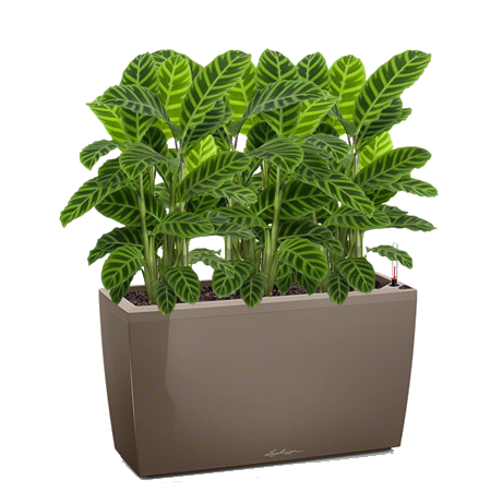 ������� ��������� + CARARO